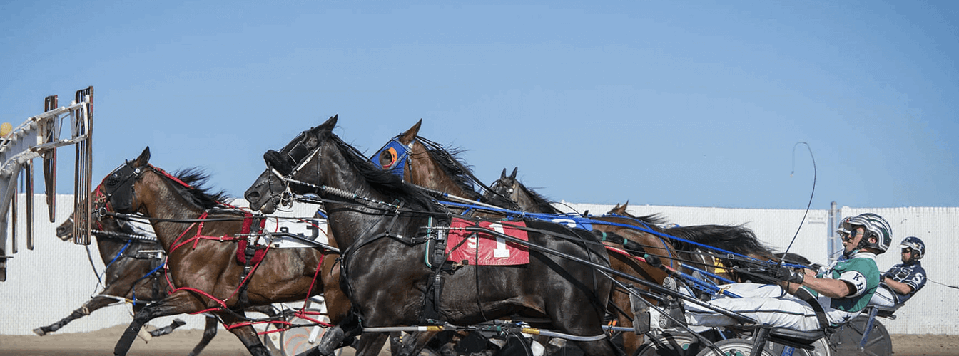 Live Harness Racing Evening Out